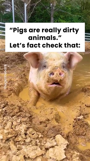 Pigs love mud not because they’re dirty - but because their skin is sensitive! Mud helps protect them from bugs, ticks, and sunburn, and it’s fun to roll, burrow, and play in! 🐽 The “dirty pig” stereotype comes from factory farms, where pigs are forced to live in cramped, filthy conditions they would never choose. 💔 Pigs are actually very clean animals when given the choice! 🐷 Clips thanks to The Gentle Barn | Fundación El Hogar Animal Sanctuary | Critter Creek Farm Sanctuary | Farm Sanctuary