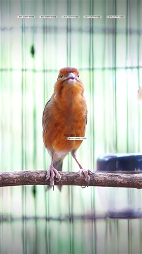 CANARY SONGBIRD #CANARY #CANARYSONGBIRD #CANARY #KENARI 20