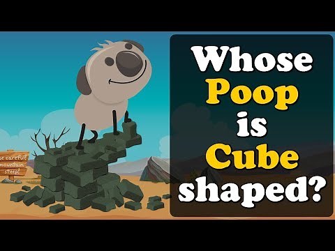 Whose Poop is Cube shaped? + more videos | #aumsum #kids #science #education #children