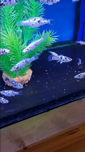 Dalmatian Molly fish white mollies white and black molly fish tank aquarium