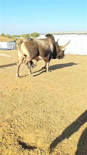 Kisi ko ladna hai to lad lo powerful bull 😈😈 #power #bullpower #bullbull