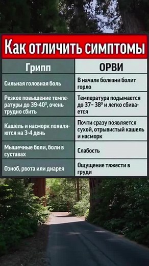 Discover Different Types of Trees in the Forest