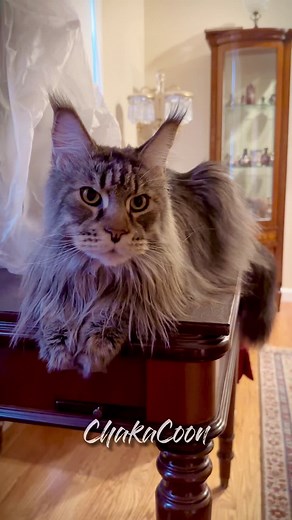Maine Coon Cat Talking - Chad Coon Speaks!