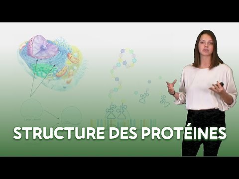 Protein structure