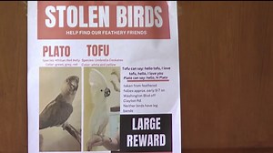 Police are searching for a thief who took two pets from an exotic bird store in Concord. http://nbcbay.com/dINxLV1 | NBC Bay Area