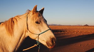 29 reactions · 4 comments | The Namibian desert is calling you for...