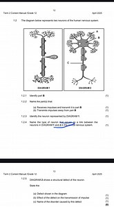 1.2 The diagram below represents two neurons of the human nervo... | Filo