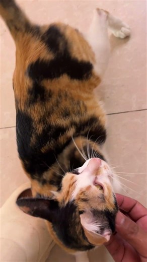 My pets after eating their foods.