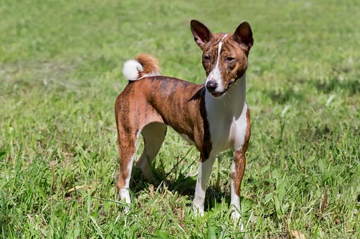 Basenji Lifespan: Average Life Expectancy and More!