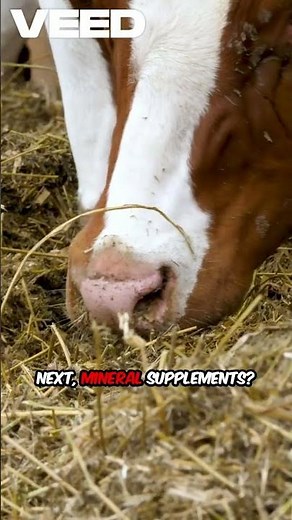 Cow Care 101! 🐄 5 Must-Haves for Healthy Cattle #homesteading #cattlefarming #livestock #offgrid
