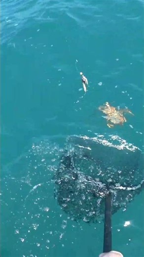 Catching a Crayfish (Rock Lobster) on a rod and line