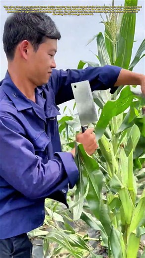 Corn Wisdom: Why Farmers Top Their Stalks for Bigger Ears