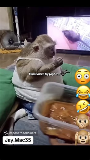 Jeremiah Mac on Instagram: "That’s a chunky monkey 👀😳😂😂 #funny #monkey #voiceover #comedy #laugh #like #share #comment"