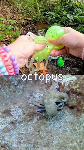 Sea Animal Names | Kids Learn at the Stream: Penguin Octopus Zebra Shark Manta Ray Seal