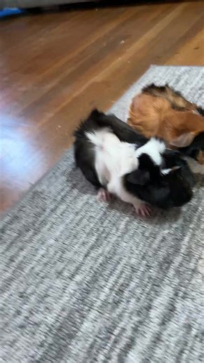 The Bearded Dragon Dude (@thebeardeddragondude2)’s videos with original sound - music.ation