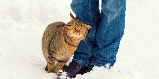 What Does It Mean When a Cat Rubs Against You? - Cats.com