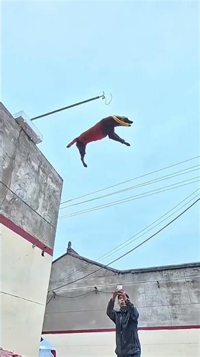 Super Dog Jump! #ViralCute Dog Amazing Jump #DogTraining #K9 #DogSports #BelgianMalinois