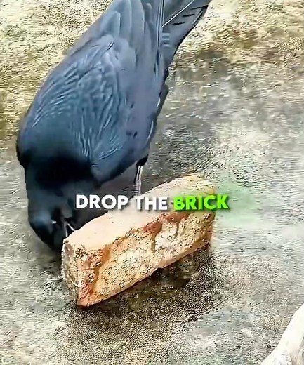 🐦 This Crow Just Did Something That Will Blow Your Mind 😱 Smarter Than Most Humans 🧠 #shorts