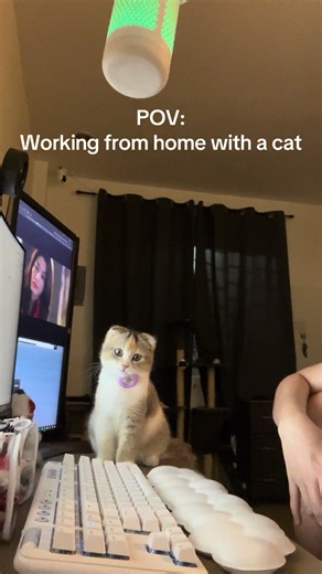 Working from Home with a Scottish Fold Kitten