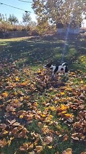 Barry Allen adopter update: | Dog It Dig It Rescue