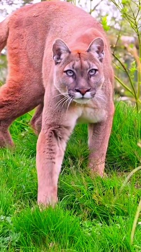 Beautiful Animals in Nature: Amazing Video of Lions, Jaguars, Tigers, and More