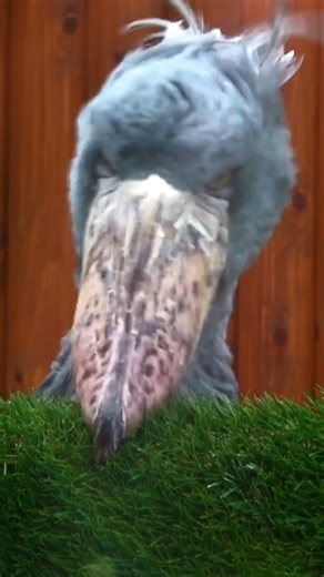 Do you know what happens when a Shoebill gets angry? An extremely angry Futaba-chan. Watch the rest in the full video! | WildFrame