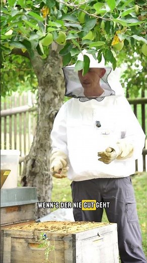 Warum ist die Bienenkönigin so wichtig?