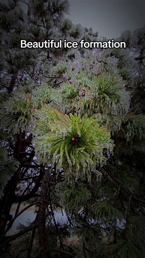 Nature's art is one of a kind out of one of a kind. #puremichigan #icicles #wintermood #january #icestorm