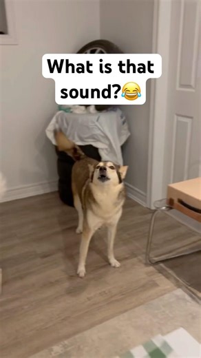 When Your Huskies Hear A Weird Noise 😂🐺