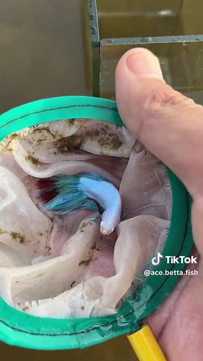How to Catch Betta Fish in a Lake