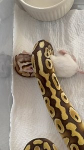 Ball Python Vs White Mice! 💪 #challenge #petcare #pets #reptiles #nature #reality #foodchain | ExZoo Teria
