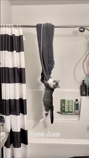 Cute but Clumsy! The Funniest Cat Moments Ever! 🐾