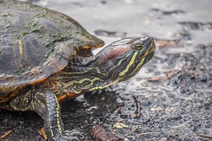 Eastern Painted Turtle: One of North America's Most Common and Colorful Reptiles