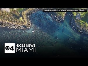 Manatees form cuddle puddle when temperatures drop in Florida