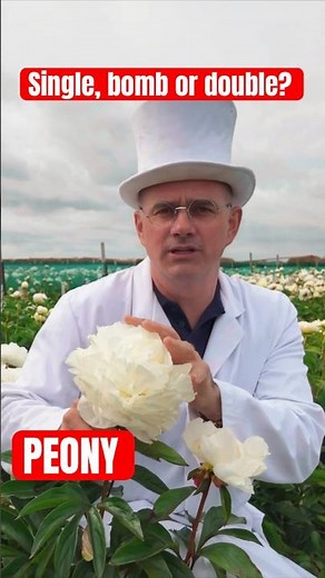 Single, Bomb or Double? #Peony Shapes Explained | Dr van Bloom