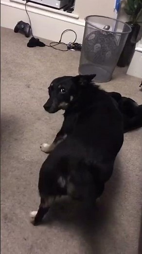 Twerking Dog Shows Off For Camera!