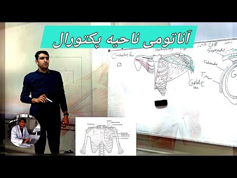 Pectoral Region Anatomy Explained | آموزش کامل عضلات وفاسیا پکتورال
