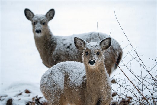 How much snow will the Poconos get? Latest forecast as storm moves in