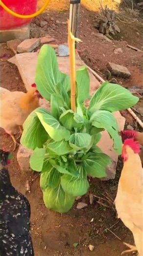 techniques for feeding green vegetables to chickens