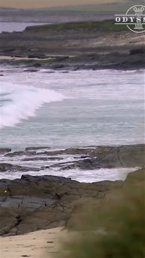 39K views · 474 reactions | Early Farmers: Why Animals Were Key to Survival! | Odyssey - Ancient History | Facebook