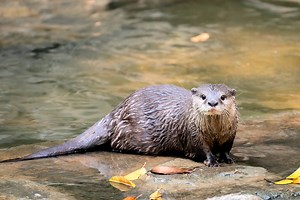 ▷ Nutria De Río » Características, Alimentación, Hábitat, Reproducción, Depredadores