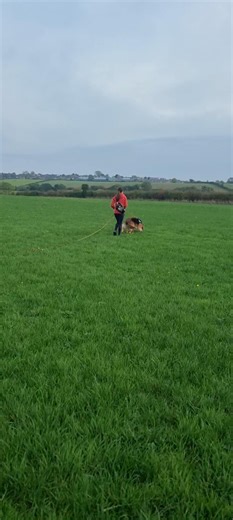 17 reactions · 3 comments | Tiz with Sydney working on level 2 training | Tracking dogs UK | Facebook
