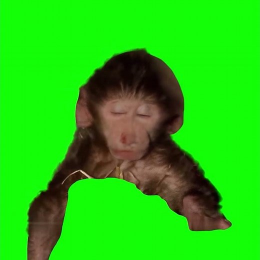 Baby Monkey Closing his Eyes and Accepting his Fate meme - Green Screen