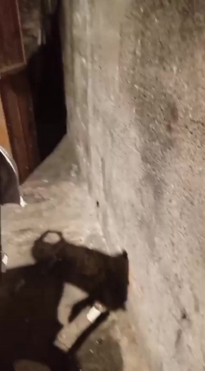 Hola buenas noches quería pedirles con suma urgencia si alguien puede oh está en su alcance poder ayudar a esta mujer que estaba viviendo con su suegra y la echaron de ese lugar sacándole lo poco que tenia por que la familia necesitaba desocupar el lugar donde ella y sus 3 hijos avitaban ahora esta en este lugar se está por acomodar para poder vivir pero lamentablemente no tiene recursos es madre soltera y vive el dia a dia trabajando y como todos sabemos esta demasiado duro todo hoy en dia lo q