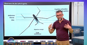 Trier, ranger et classer les animaux