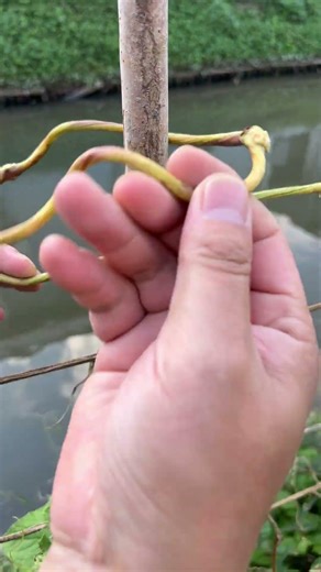Wow, Vines are excellent natural ropes.