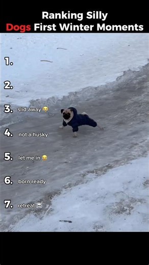 Ranking Silly Dogs First Winter Moments! #shorts #funny