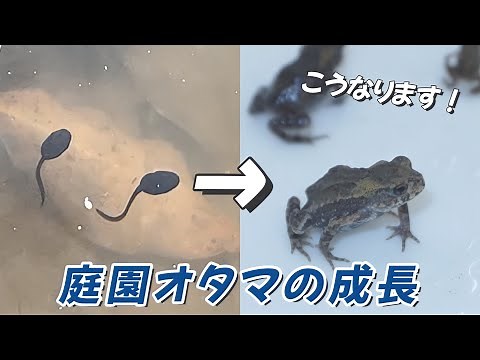 オタマジャクシの成長【足立区生物園】