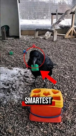 Top 5 Smartest Animals With Incredible Intelligence #SmartAnimals #AnimalFacts #Top5