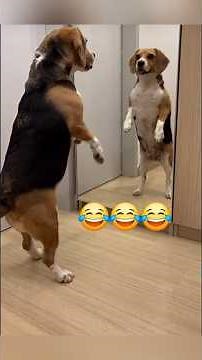 Hilarious Dog Mirror Reactions 🐶😂 | Funny Dog Compilation 2025